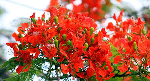 Kết quả hình ảnh cho cách trồng hoa phượng vỹ