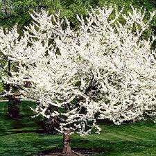 Buy white flowers tree on ebay. White Flowering Redbud 3m Small Graceful Tree Branches Loaded With White Flowers In Early Spring Canadale Nurseries Lt Eastern Redbud Plants Trees To Plant