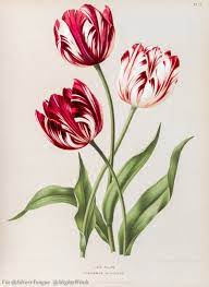 Tulip Botanical Print Tatuagem De Tulipa Copias Botanicas Tulipas