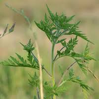 Das bis zu 1,80 meter hohe unkraut blüht erst ab juli, der hauptpollenflug reicht von august bis september. Aktuelle Pollenflug Vorhersage Fur Nordrhein Westfalen