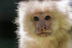 Result Page 8 for Animal news & latest pictures from Newsweek.com