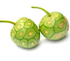 Image result for Morinda