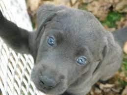 Check spelling or type a new query. Rare Silver Lab Puppy Lab Puppies Silver Lab Puppies Puppies