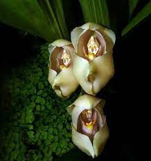 To take care of a tradescantia spathacea, grow in a bright location with partial shade. A Rare Flower That Looks Like A Baby In A Cradle Strange Flowers Unusual Flowers Amazing Flowers