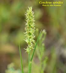 Image result for Cenchrus incertus