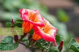 Image result for Stictocardia