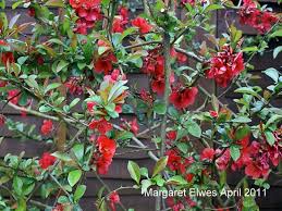 Check spelling or type a new query. Browse And Search The Tortoise Table Plant Database