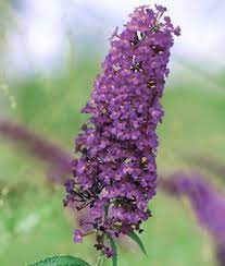 Nahno Purple Butterfly Bush Seeds And Plants Annual Flower Garden At Burpee Com Butterfly Bush Purple Flowers Garden Flowers Perennials
