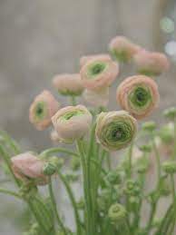 Pin On Flowers