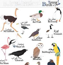 Brazilian female names are beautiful; Learn Arabic Bird Ø·Ø§Ø¦Ø± Taa Ir Pl Ø·ÙŠÙˆØ± Toyor Small