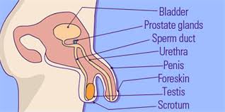Three functions of the female reproductive system are:production of the ova (female eggs) and transportation of ova to site of fertilisation.conception. Male Reproductive System Structure And Its Functions