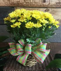 Tweet, chat, or email our plant care experts anytime. 65 Mother S Day Gift Plants Ideas Plants House Plants Planting Flowers