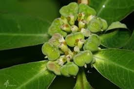 Image result for Euphorbia heterophylla
