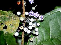 Image result for Belonophora