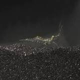 Image result for Glass Shrimp