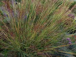 Image result for Bothriochloa bladhii