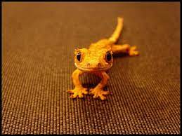 Crested Gecko On Tumblr Reptiles