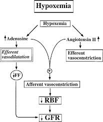 effects of intrarenal adenosine and angiotensin ii on the