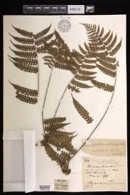 Image result for Blotiella bouxiniana