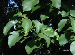 Image result for Cordia africana