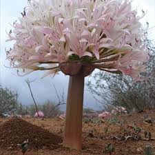 Image result for Ammocharis