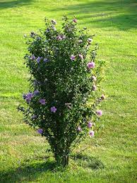 Pin On Gardening In My Yard