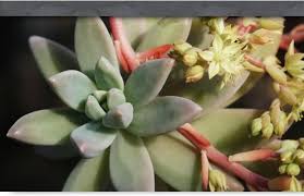 Image result for Crassulaceae