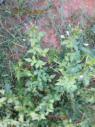 Image result for Cleome bororensis