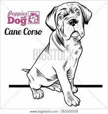 We did not find results for: Cane Corso Puppy Vector Photo Free Trial Bigstock