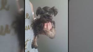 Buyer Beware Puppy Dealer Falsifies Records Sells Sick Dog