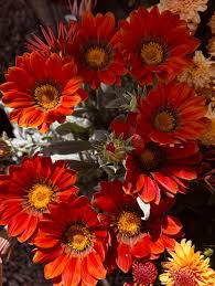 Image result for Lessertia macrostachya