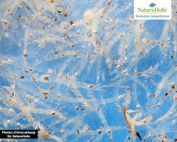 Nicht jeder freut sich, wenn er in seinem pool mückenlarven vorfindet. Insektenlarven Als Lebendfutter Muckenlarven Co Ernahrung Blog Garnelen Onlineshop