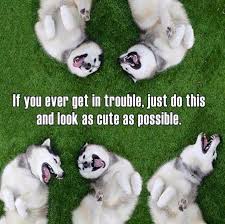 Pin By Robert Levesque On This Is Jeb Husky Dogs Cute Dog Pictures Husky Funny