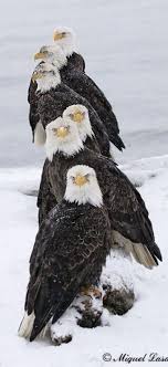 Majestic Birds Of Prey Animals Climate Change And Migration A World Bank Study Animals Beautiful Beautiful Birds Bald Eagle