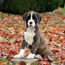Boxer for sale near indianapolis, in 46224 within 50 miles. Boxador Puppies For Sale Greenfield Puppies