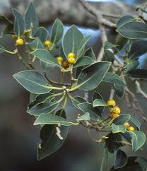 Image result for Ficus obliqua
