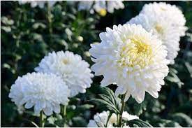 These types of mums are usually what are put on cut arrangements; Exporting Chrysanthemums To Europe Cbi