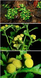 Image result for Grangea anthemoides