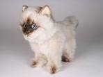 Himalayan Kittens for Sale - Felines4us
