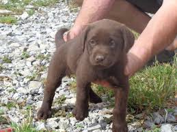 Epingle Par Stephanie Rambaud Sur Labrador Chocolat Labrador Chocolat Labrador