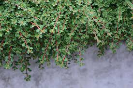 Image result for Cotoneaster microphyllus