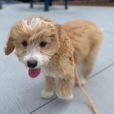 The coloring is a blond/apricot, peanut butter color or a light red. Types Of Goldendoodle Colors With Pictures We Love Doodles