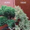 When bonsai tree leaves turn yellow, it's not always due to a health problem. 1