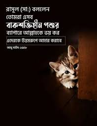 Pin By Nahrin Hasan On Bangla Islamic Hadis In 2020 Cats Animals Hadis