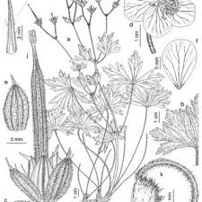 Check spelling or type a new query. Pdf The Genus Geranium L Geraniaceae In North America Ii Perennial Species