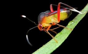 Image result for Heinsenia