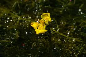 Image result for Utricularia tortilis