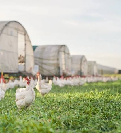 Hen farming