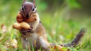 Check spelling or type a new query. Squirrel Wallpapers Top Free Squirrel Backgrounds Wallpaperaccess