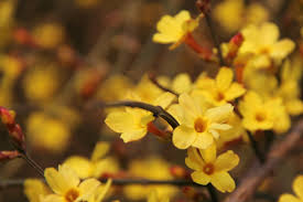 Fiori gialli spontanei primaverili from i.pinimg.com. Piante A Fioritura Precoce Come Sceglierle Ama Il Tuo Verde